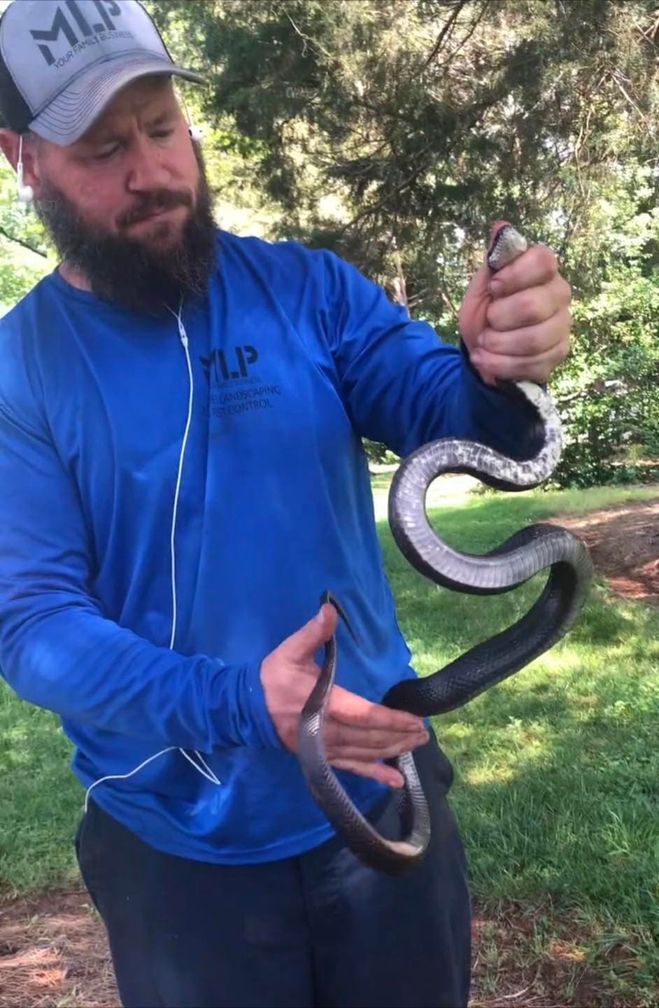 Wildlife removal technician safely handling a snake in Iredell County